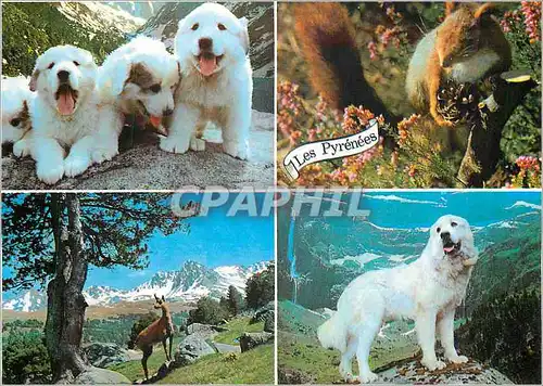 Moderne Karte Hautes Pyrenees Chiens des Pyrenees