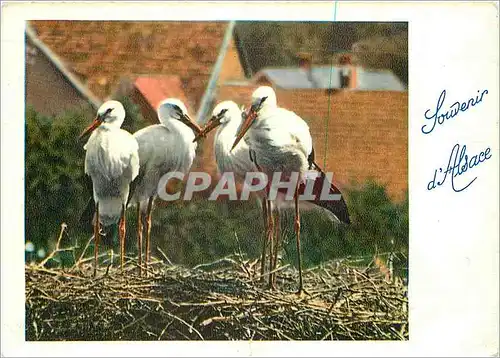 Moderne Karte Souvenir d'Alsace Cigognes