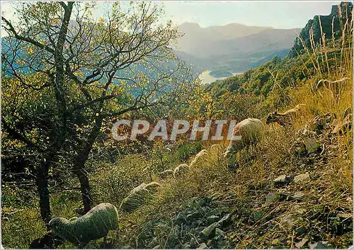 Cartes postales moderne Images de Provence Moutons