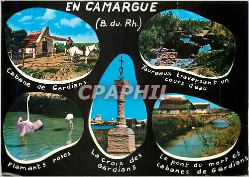 Cartes postales moderne En Camargue Bouches du Rhone Cabane de Gardians Taureaux