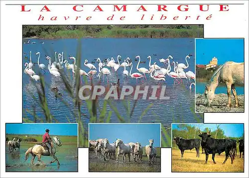 Cartes postales moderne La Camargue havre de liberte