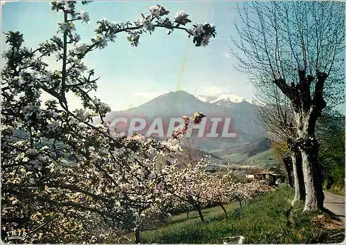 Cartes postales moderne Le Massif du Canigou au printemps