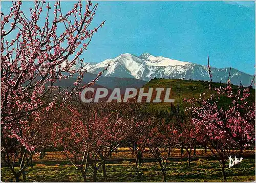 Moderne Karte Le Canigou Au Printemps parmi les pechers en fleurs