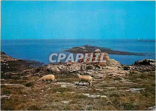 Cartes postales moderne Ile Molene N Finistere La Cote Sauvage