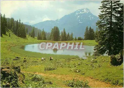 Cartes postales moderne Chatel Haute Savoie Dans les Alpages du Super Chatel