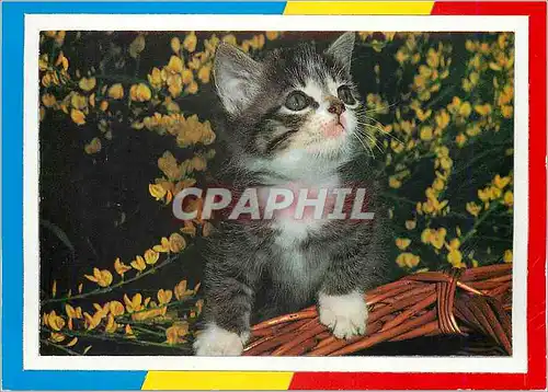 Cartes postales moderne Chat