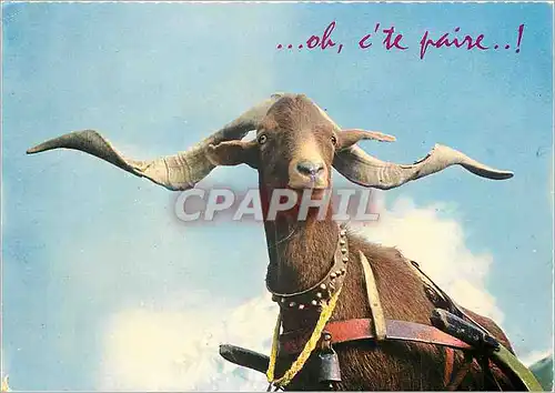 Cartes postales moderne Cliche pris au Col du Noyer Chevre Bouc