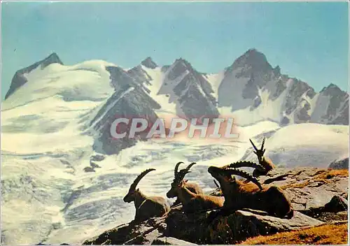 Cartes postales moderne Bouquetins devant les cimes