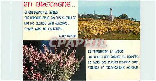 Cartes postales moderne Fleurs de Bretagne Ajonc et Bruyere