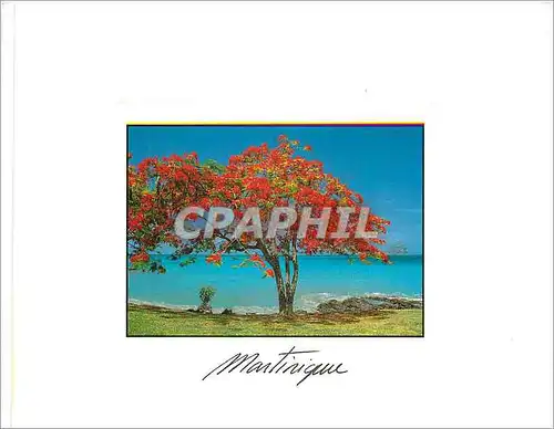 Cartes postales moderne Martinique