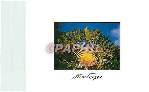 Cartes postales moderne Martinique