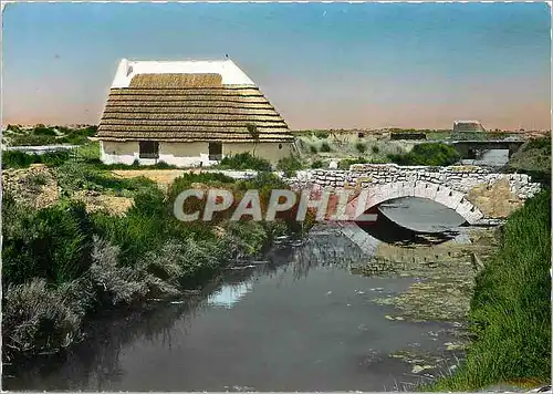 Cartes postales moderne Paysage de Camargue et cabane de gardian