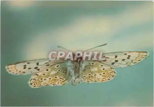 Cartes postales moderne Papillon Lysandra Coridon Argus Bleu Celeste