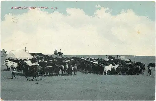 Cartes postales A round up Camp at noon Chevaux