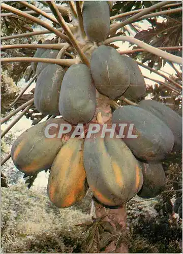 Moderne Karte Fruits de la reunion Papayes