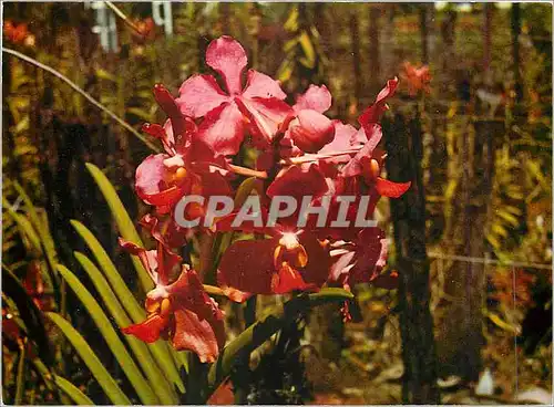 Cartes postales moderne Ile de la Reunion Orchidee