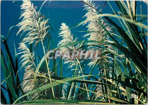 Cartes postales moderne Reunion Canne a sucre en fleur