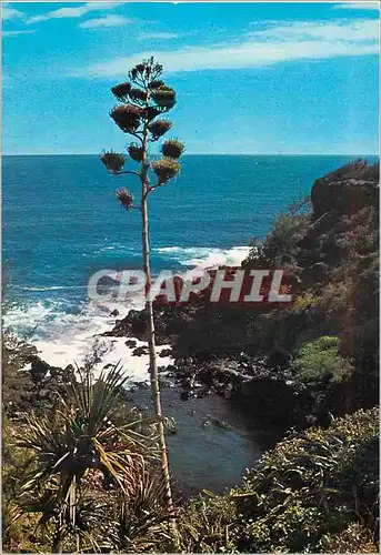 Cartes postales moderne Ile de la Reunion Cote sauvage du sud