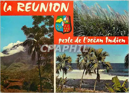 Cartes postales moderne Ile de la Reunion cannes a sucre en fleurs les hauts de l ile cote sauvage
