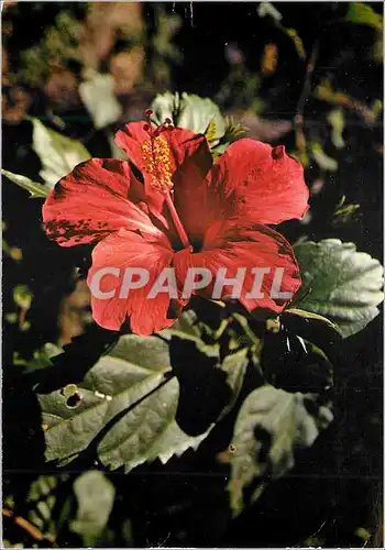 Cartes postales moderne Ile de la Reunion L Hibiscus