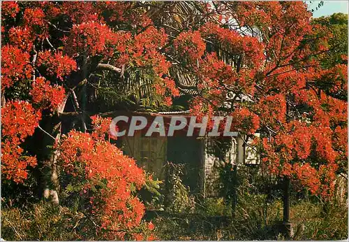 Cartes postales moderne Ile de la Reunion Case creole sous les flamboyants