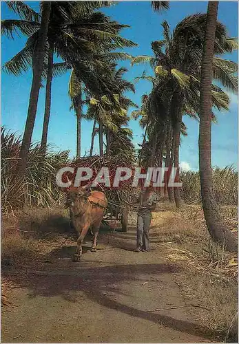 Cartes postales moderne Ile de la Reunion Charette cannes Allee de cocos du Gol a Saint Louis