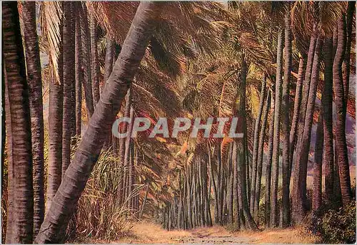 Cartes postales moderne Ile de la Reunion Allee de cocotiers
