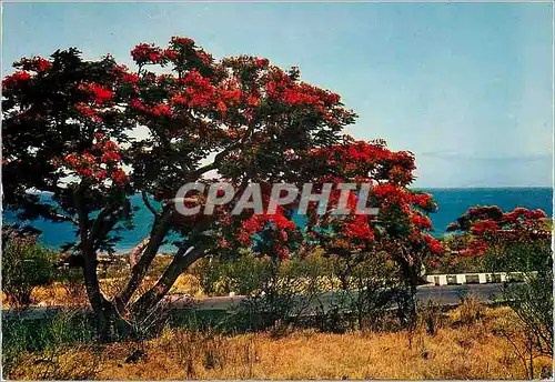 Cartes postales moderne Ile de la Reunion Un flamboyant sur la route de St Lue