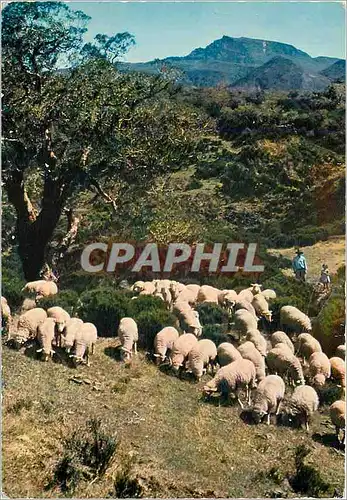 Moderne Karte Couleurs de la Reunion Paysage de la Plaine des Catres Moutons