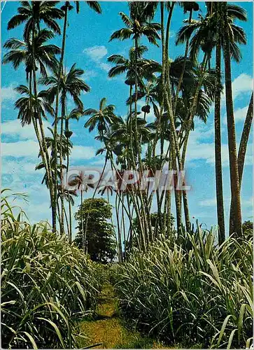 Cartes postales moderne La Reunion Palmiers et Cannes a Sucre