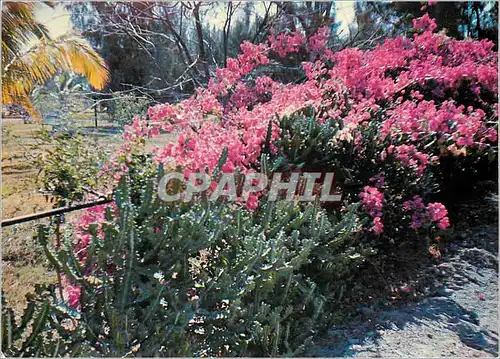 Cartes postales moderne Ile de la Reunion Fleurs de Bougainvillees