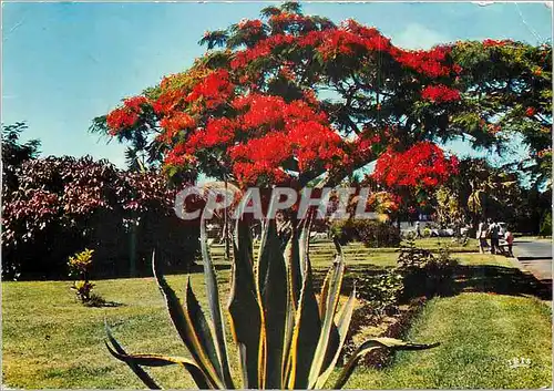 Cartes postales moderne La Reunion Saint Pierre Flamboyant