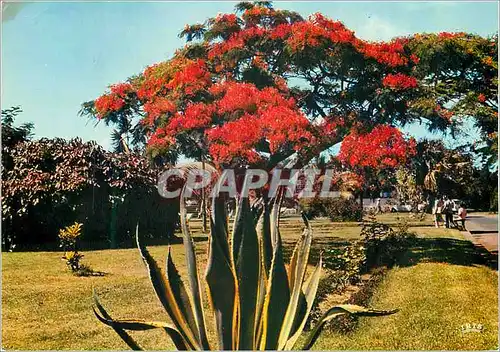 Cartes postales moderne La Reunion Saint Pierre Flamboyant