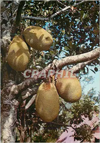 Cartes postales moderne Ile de la Reunion Le Jacquier et ses fruits