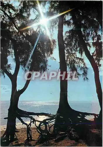 Cartes postales moderne Ile de la Reunion Saint Gilles Les Filaos