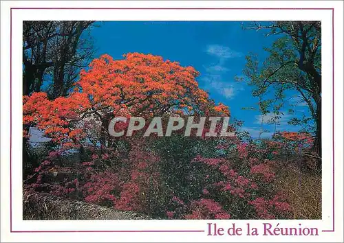 Moderne Karte Ile de la Reunion Flamboyant a pierrefonds