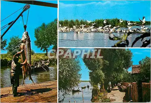 Cartes postales moderne Tulcea Colonie de Pelicani Peche Poisson