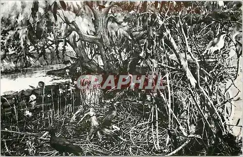 Cartes postales moderne Tulcea