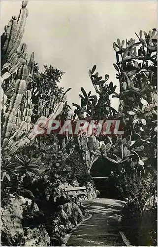 Ansichtskarte AK Jardin Exotique de Monaco Cereus paraguemis Opuntia sulfurea