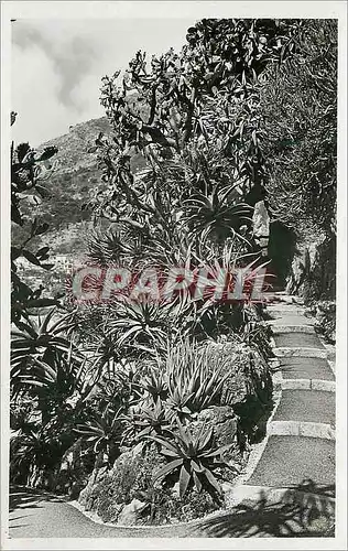 Cartes postales Jardin Exotique de Monaco Aloes divers Opuntia Tomentosa