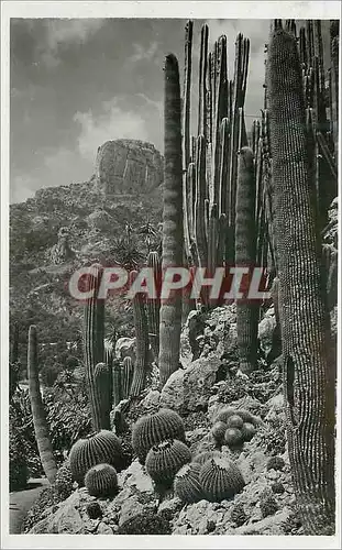 Cartes postales Jardin Exotique de Monaco Echinocactus grusonii Pilocereus polylophus Cereus divers