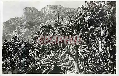 Cartes postales Monaco Les jardins exotiques aloes Cereus et Opuntia divers