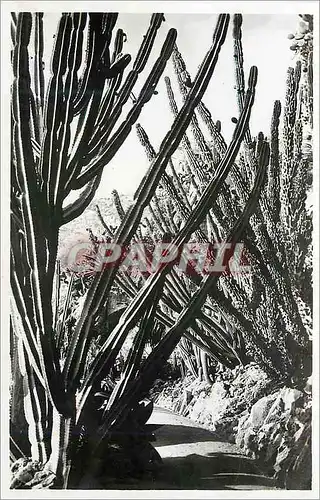 Cartes postales Monaco Les jardins exotiques Cereus validus Cereus montruosus Pilocereus cometes