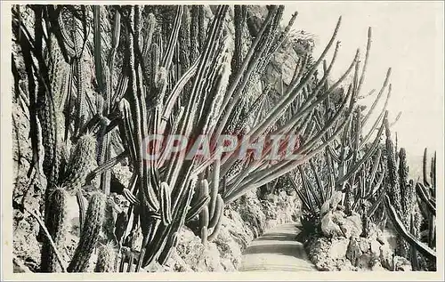 Cartes postales Monaco Les jardins exotiques Pilocactus divers Cleistocactus lanatus