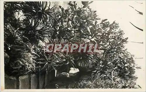 Cartes postales moderne Monaco Les jardins exotiques Opuntia et does divers