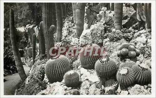 Cartes postales moderne Jardin exotique de Monaco Groupe d echinocactus grusonii