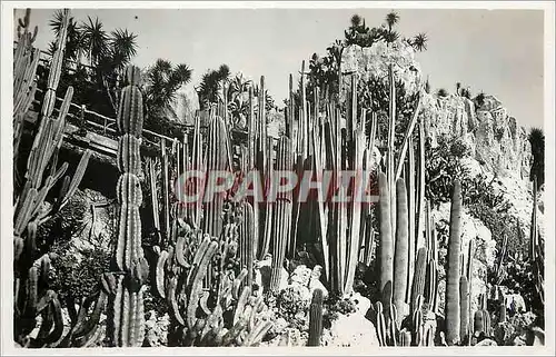 Cartes postales moderne Monaco Les jardins exotiques Cereus divers