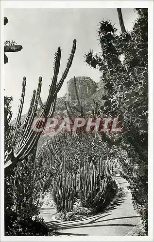 Cartes postales moderne Jardin exotique de Monaco Cereus divers Euphorbia canariensis et grandicornis