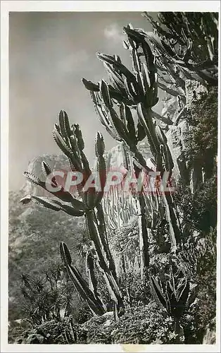 Cartes postales moderne Jardin exotique de Monaco Euphorbia neutra et divers