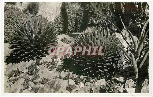 Cartes postales moderne Jardin exotique de Monaco Agaves victoria reginae aloes et gasterias divers